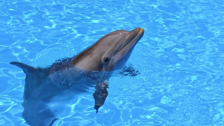 Can Robust Tech Help Us Talk to Dolphins in Their Own Language?